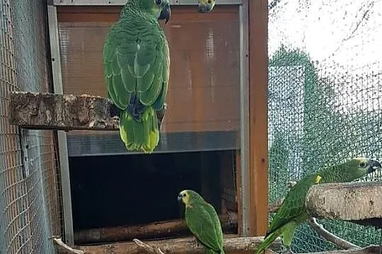 Amazonki niebieskoczelne, Śląskie, Bystra