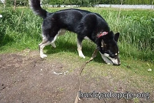 NUGAT- młody, aktywny pies mix owczarka do adopcji