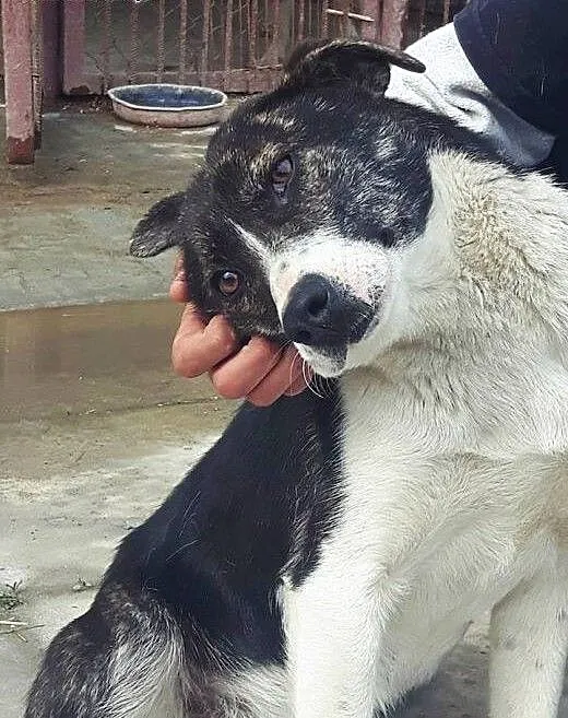 Emily piękny pies do adopcji, mazowieckie Błonie
