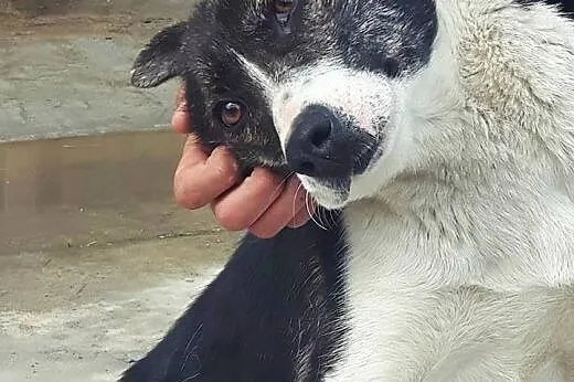 Emily piękny pies do adopcji,  mazowieckie Błonie