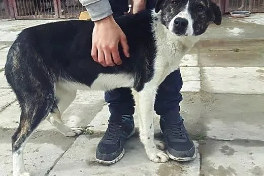 Emily piękny pies do adopcji,  mazowieckie Błonie