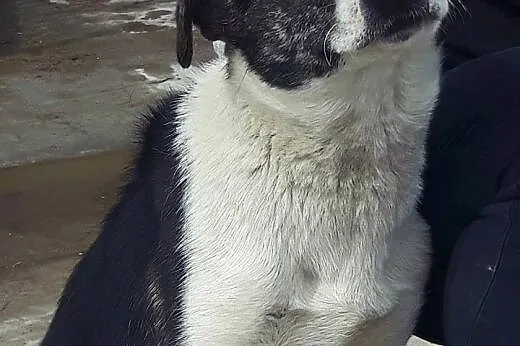 Emily piękny pies do adopcji,  mazowieckie Błonie