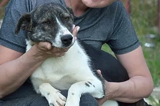 Emily piękny pies do adopcji,  mazowieckie Błonie