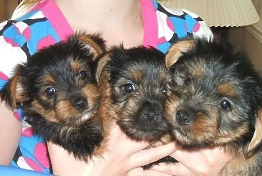 Urocze szczenięta Yorkshire Terrier
