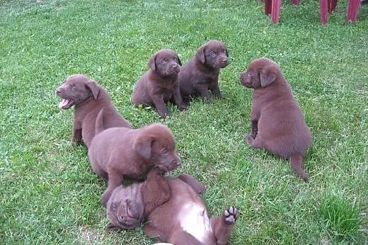 Labradory czekoladowe,  wielkopolskie Śrem
