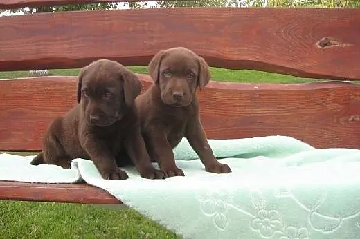 Labradory czekoladowe,  wielkopolskie Śrem