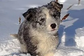 Border collie sable merle