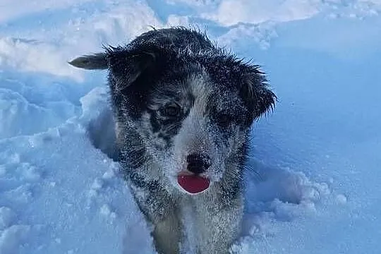 Border collie sable merle, Lubelskie, Hrubieszów