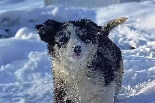 Border collie sable merle, Lubelskie, Hrubieszów
