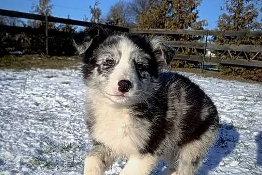 Border collie sable merle, Lubelskie, Hrubieszów