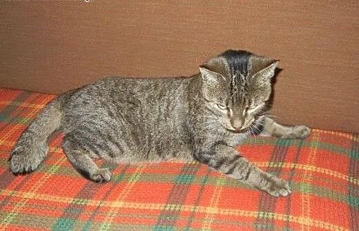 Kuba Półogonek do adopcji!!!, łódzkie Łódź