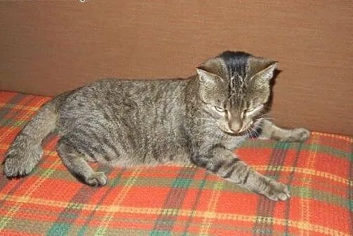 Kuba Półogonek do adopcji!!!,  łódzkie Łódź