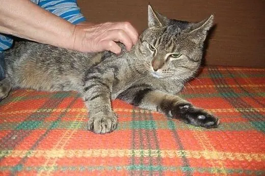 Kuba Półogonek do adopcji!!!,  łódzkie Łódź