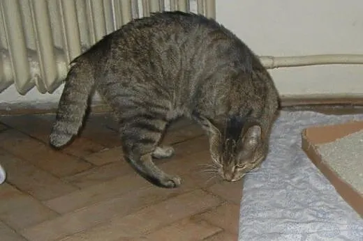 Kuba Półogonek do adopcji!!!,  łódzkie Łódź