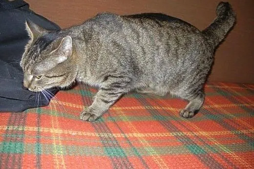 Kuba Półogonek do adopcji!!!,  łódzkie Łódź