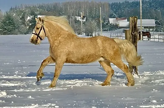 Klacz IZABELOWATA - zaprzęg, siodło