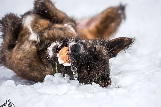 Lubisz frisbee? Super, bo Londi też :), Katowice