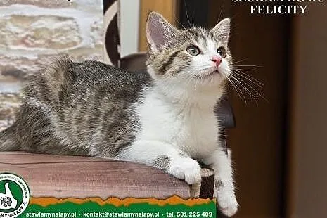 Felicity. Fundacja Stawiamy Na Łapy,  małopolskie 
