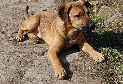 5-miesięczny piesek i sunia wyrzucone w lesie do a