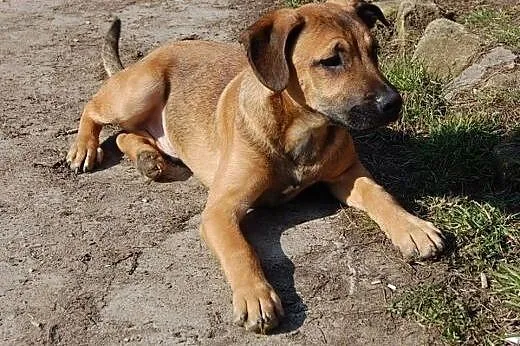 5-miesięczny piesek i sunia wyrzucone w lesie do a