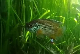 Akara Paskowana (samiec)