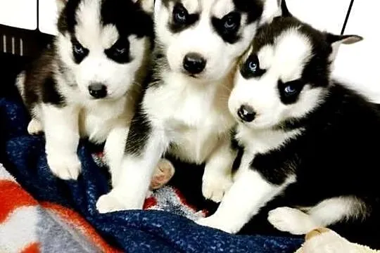 Syberian Husky, Wielkopolskie, Gostyń