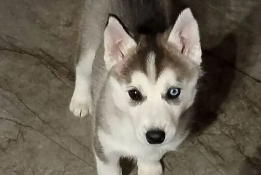 Syberian Husky, Wielkopolskie, Gostyń