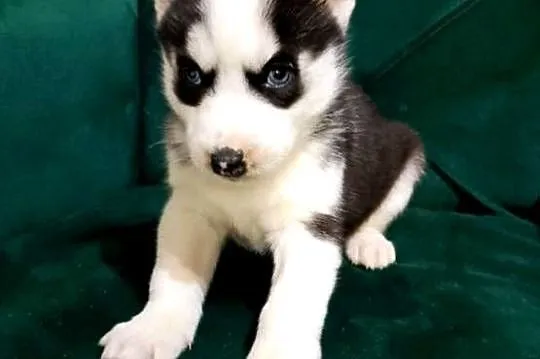 Syberian Husky, Wielkopolskie, Gostyń