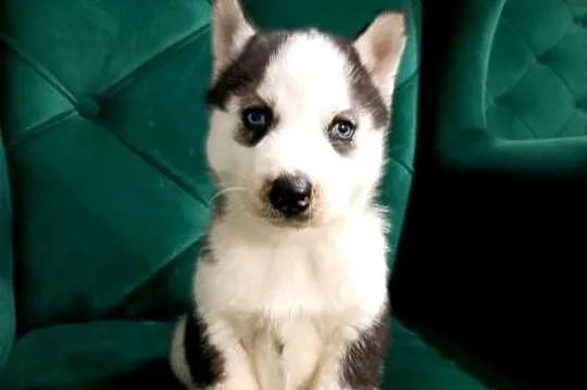Syberian Husky, Wielkopolskie, Gostyń