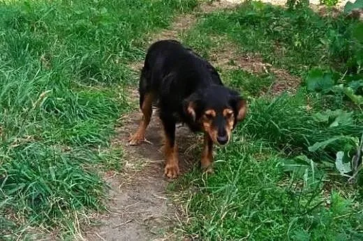 Porzucona piękność, młody psiak szuka domu!,  Kund