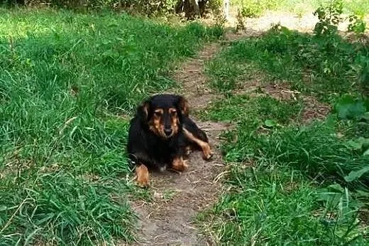 Porzucona piękność, młody psiak szuka domu!,  Kund
