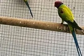 Aleksandretta śliwoglowa