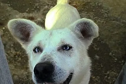 Niebieskooki kawaler do wzięcia!
