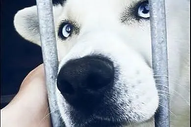 Niebieskooki kawaler do wzięcia!