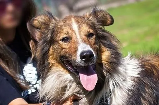 Kubuś - młody przystojniak w typie collie :)
