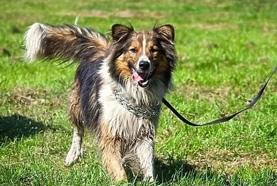 Kubuś - młody przystojniak w typie collie :)