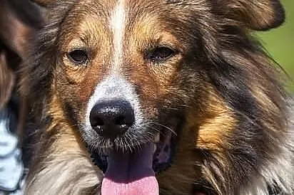 Kubuś - młody przystojniak w typie collie :)