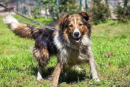 Kubuś - młody przystojniak w typie collie :)