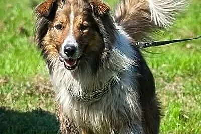 Kubuś - młody przystojniak w typie collie :)