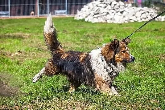 Kubuś - młody przystojniak w typie collie :)