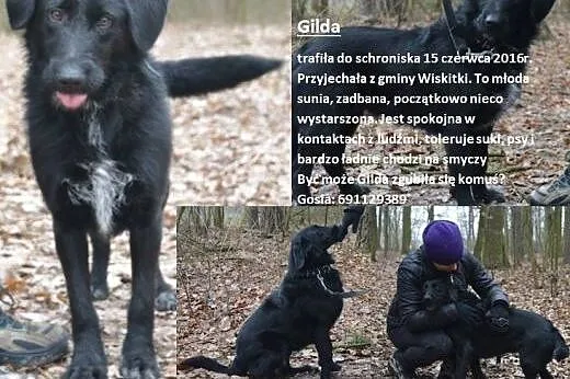 Gilda - średniej wielkości suczka w typie sznaucer
