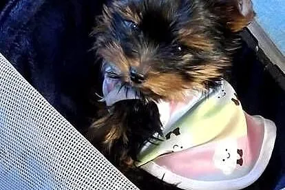 Yorkshire Terrier  mala sunia