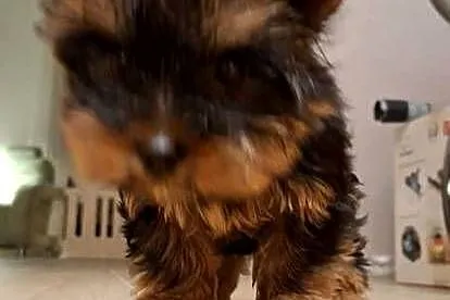 Yorkshire Terrier  mala sunia, Małopolskie, Kraków