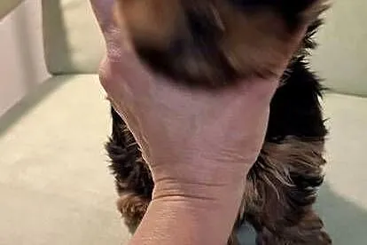 Yorkshire Terrier  mala sunia, Małopolskie, Kraków