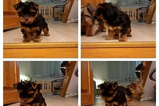 Yorkshire Terrier  mala sunia, Małopolskie, Kraków