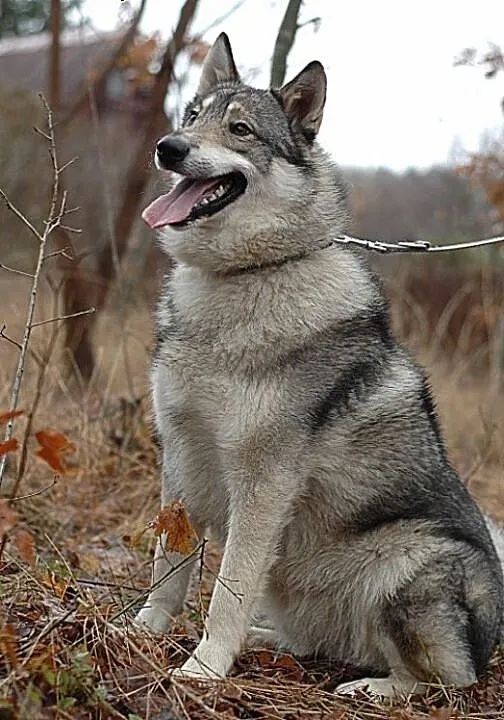 Boy - psi pieszczoch w typie husky szuka odpowiedz