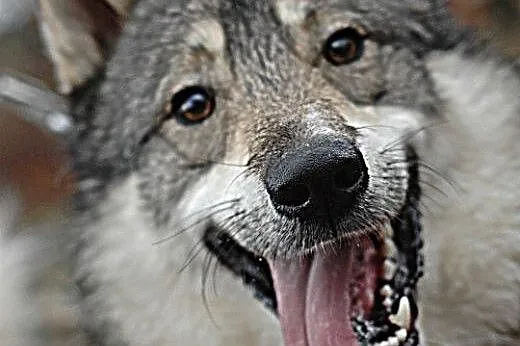Boy - psi pieszczoch w typie husky szuka odpowiedz