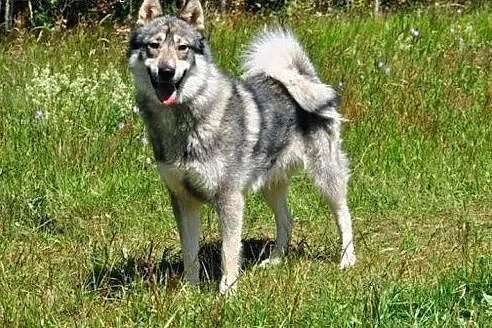 Boy - psi pieszczoch w typie husky szuka odpowiedz