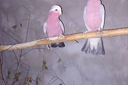 Sprzedam kakadu, Wielkopolskie, Pęckowo
