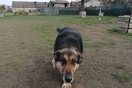 Leo - da ci mnóstwo radości na codzień i od świeta:)